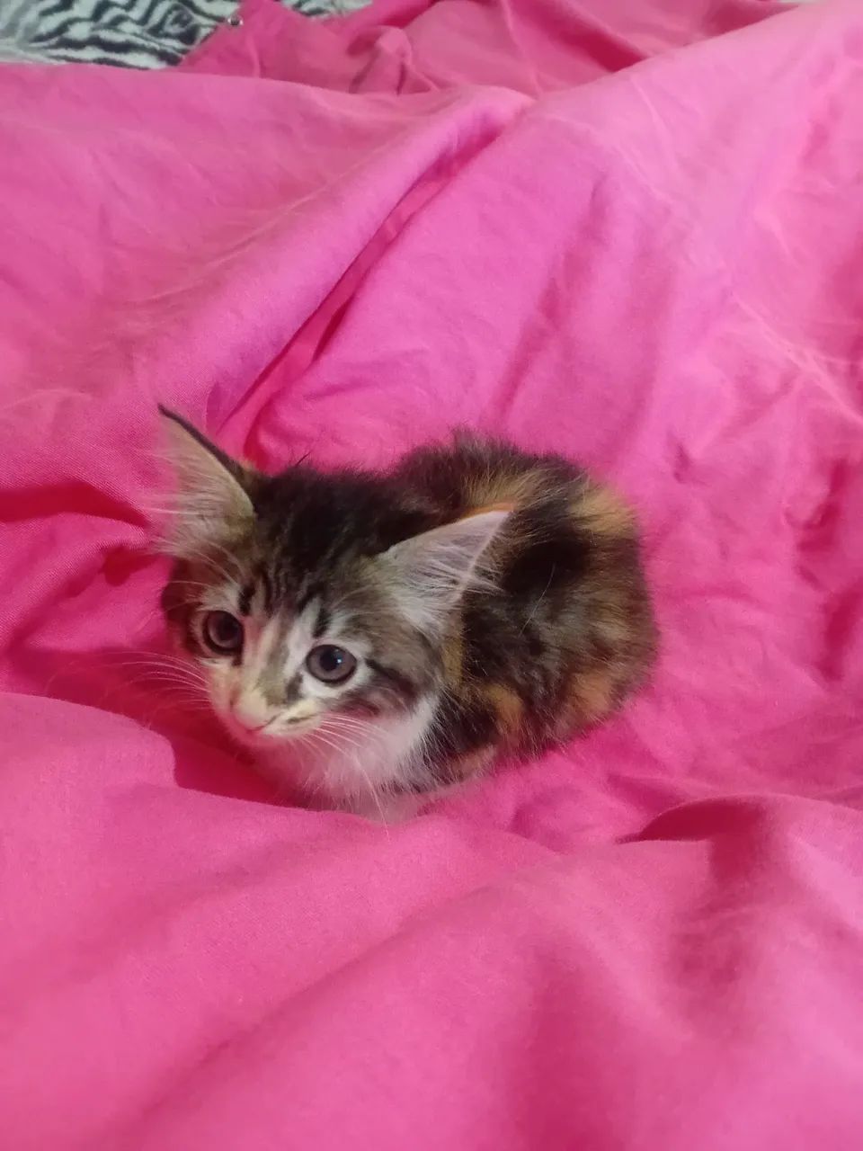 GATA ANGORA  LINDA PROMOÇÃO 