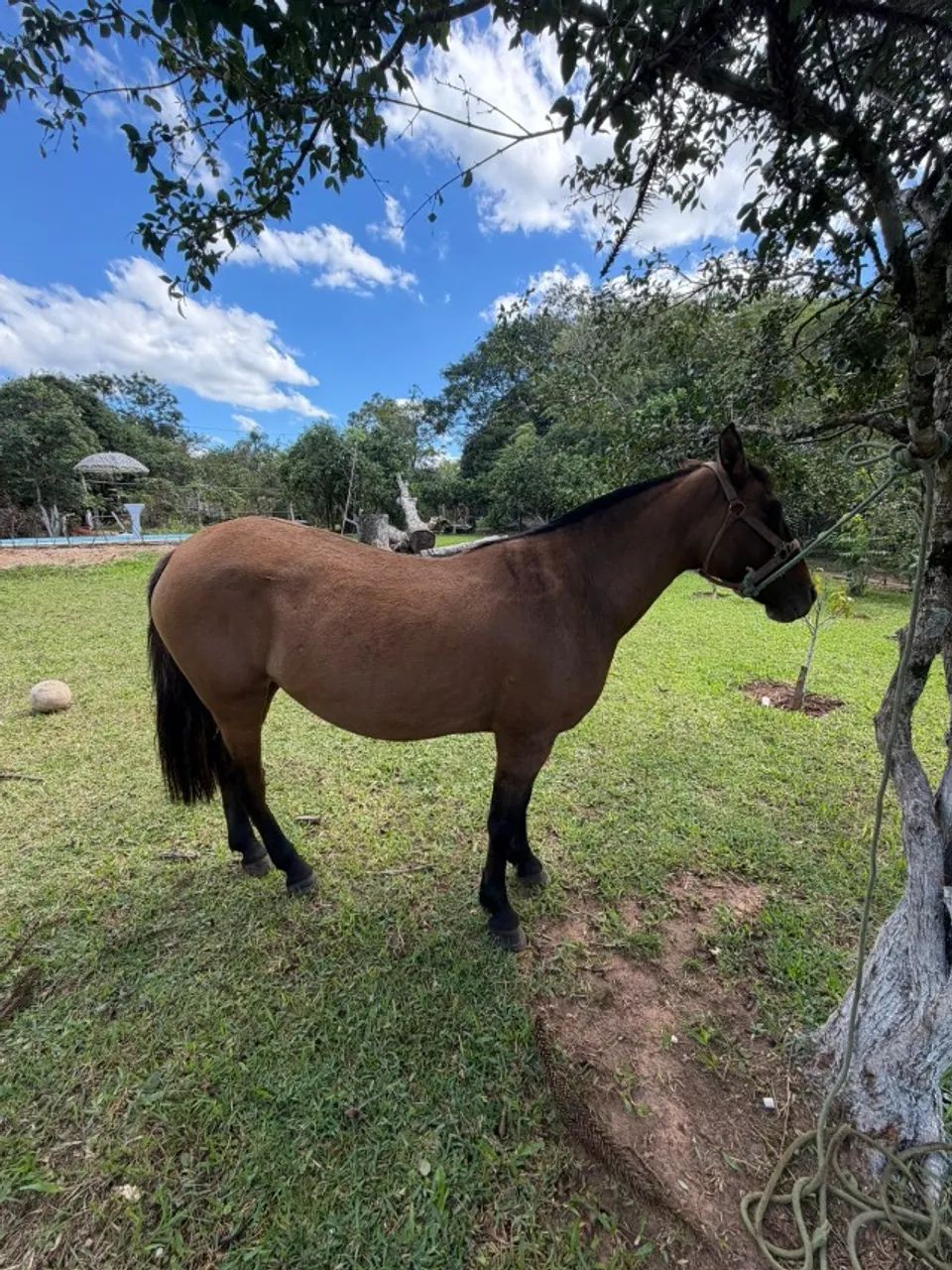 Égua crioula gateada, mansa, bem domada, linda e jovem - Foto 6