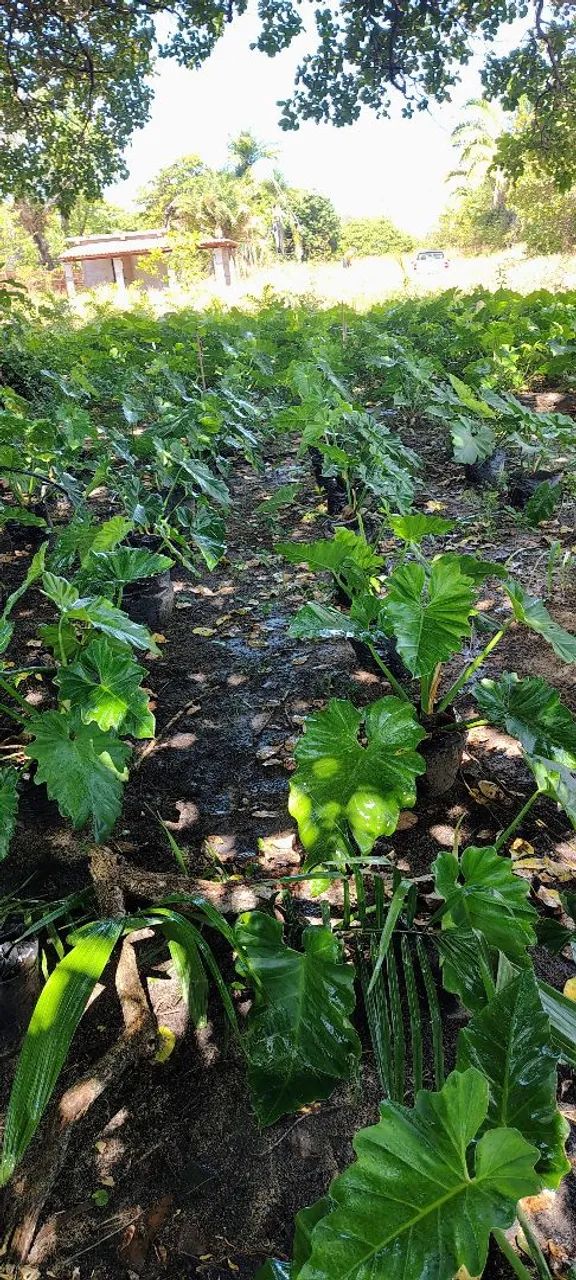 Philodendron ondulado  - Foto 2