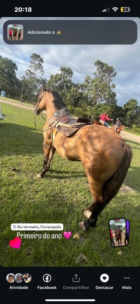 CAVALO CRIOULO BOM DE LAÇO  - Foto 5