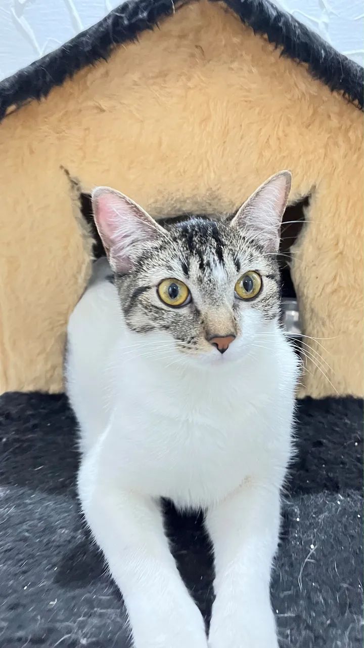 Gata Castrada
