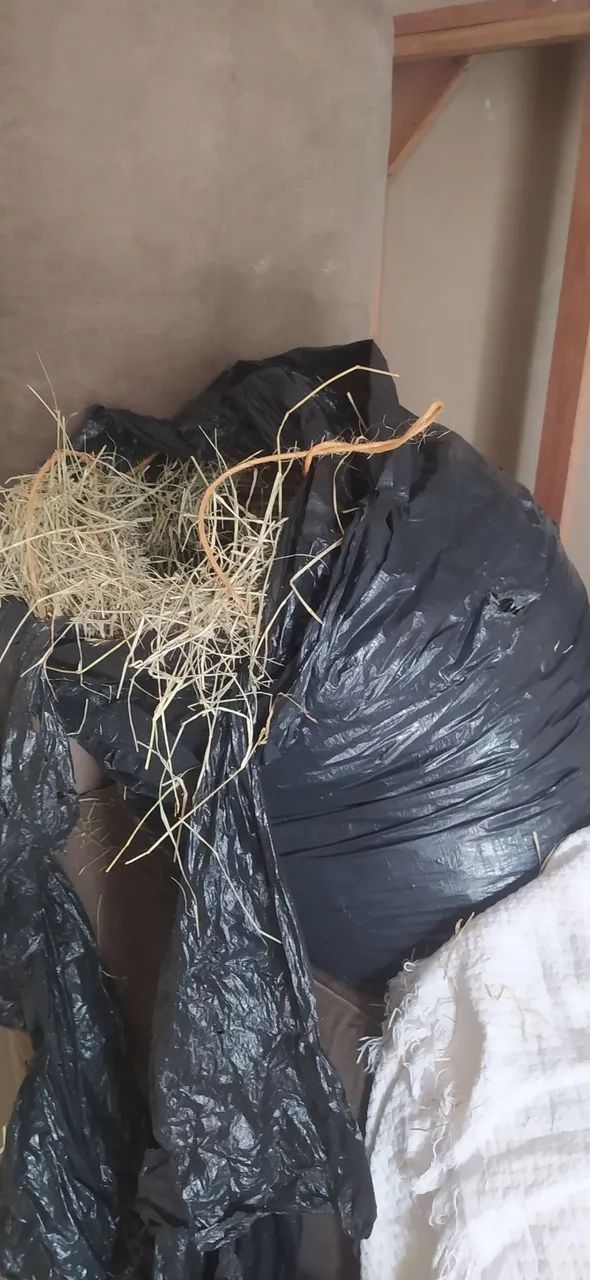 Porco da índia fêmea + saco de feno - Foto 2