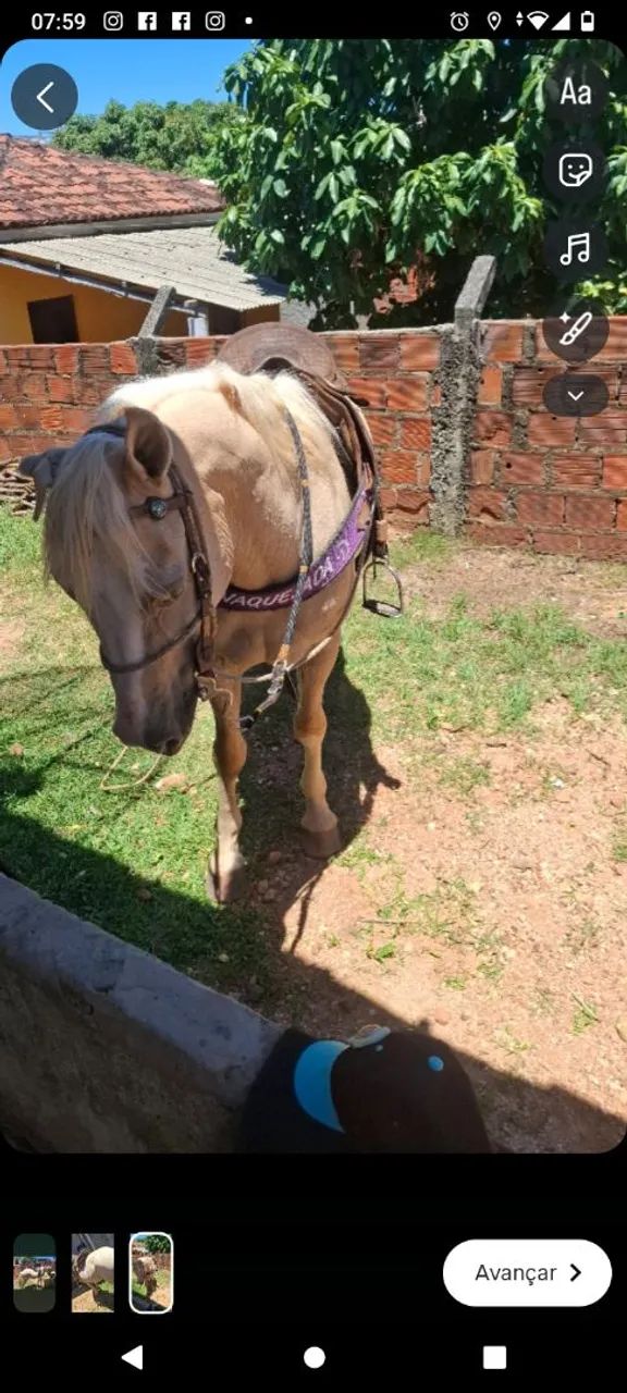 Cavalo misticinho  - Foto 2