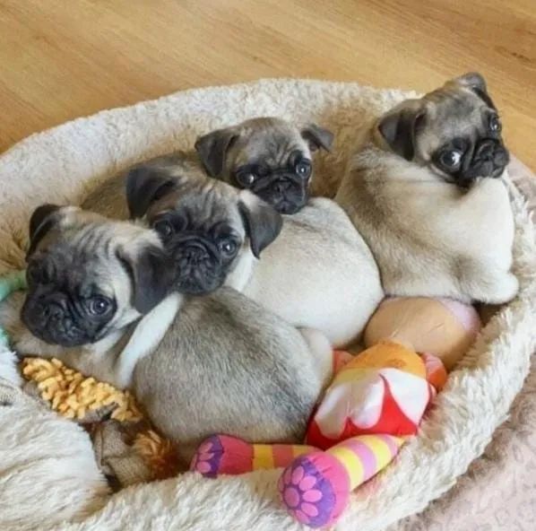 Pug Filhotes Bem Cuidados. 