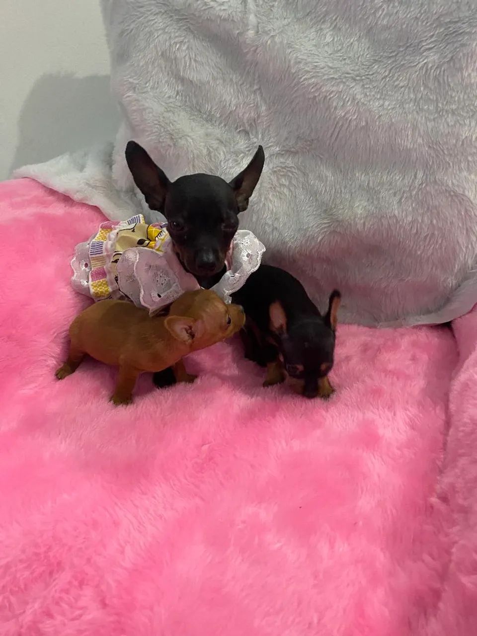 Pinscher zero 