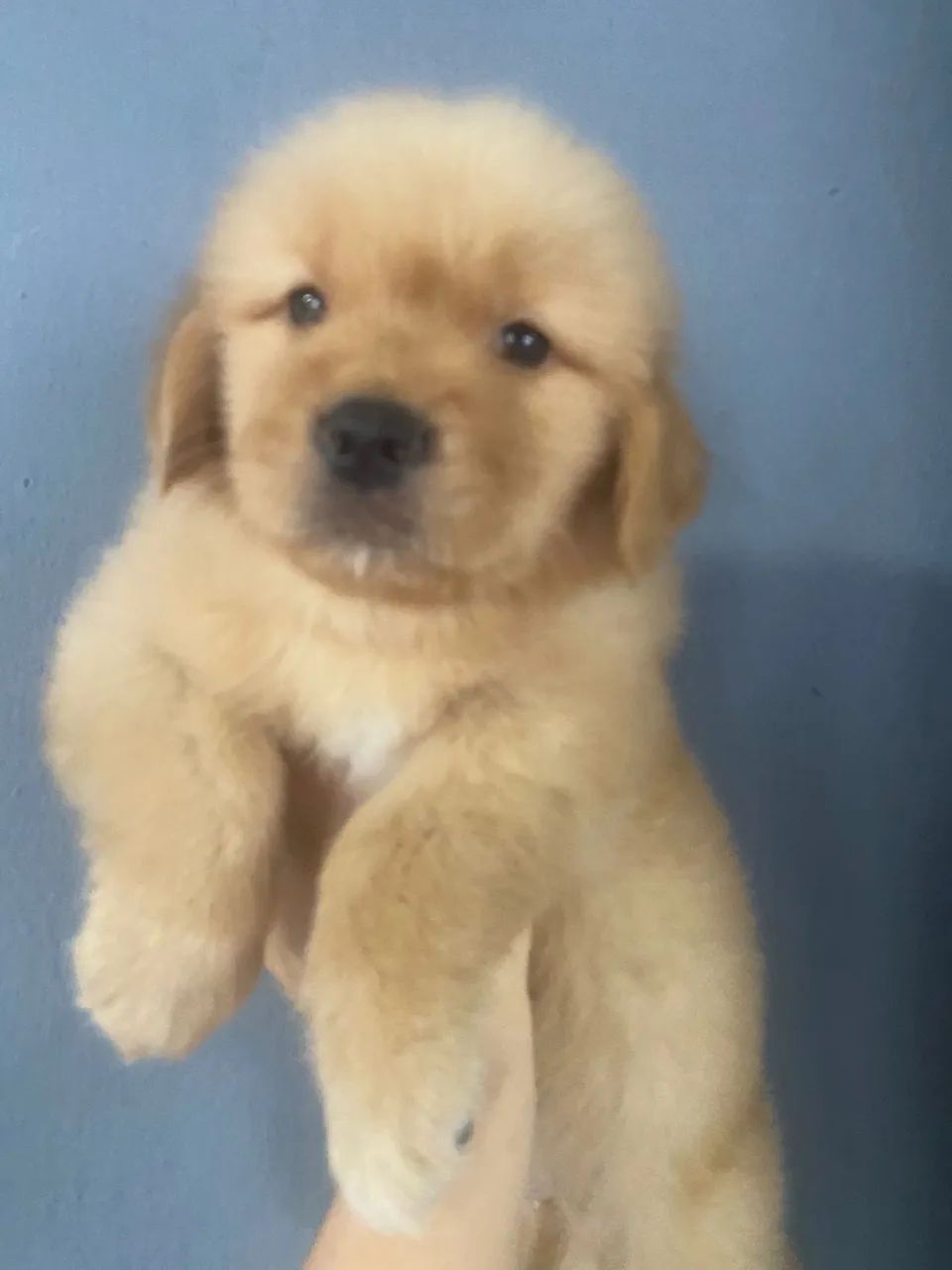 Golden Retriever  - Foto 4