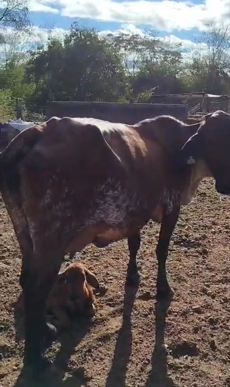VACA DE LEITE 