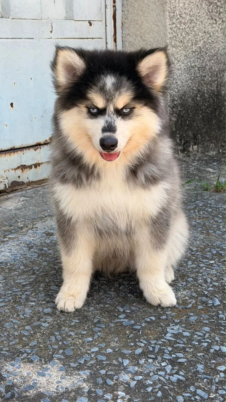 Filhotes Pomsky  - Foto 5