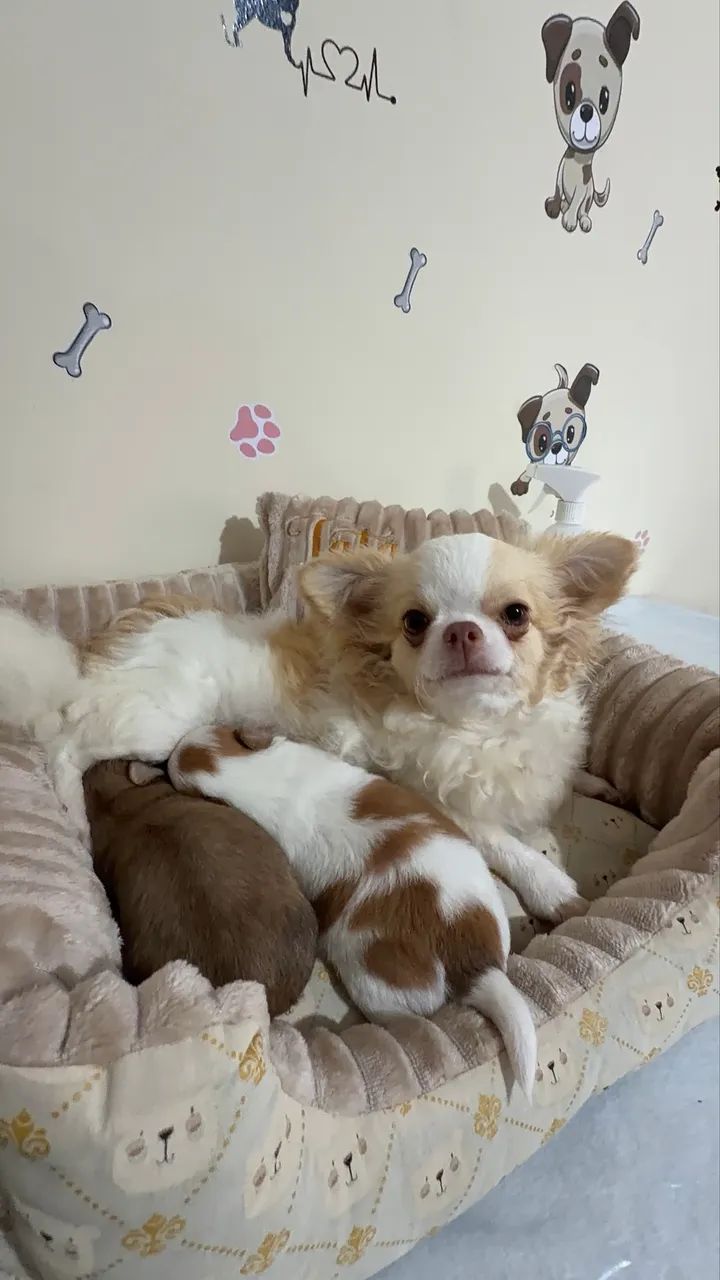 Chihuahua  - Foto 2
