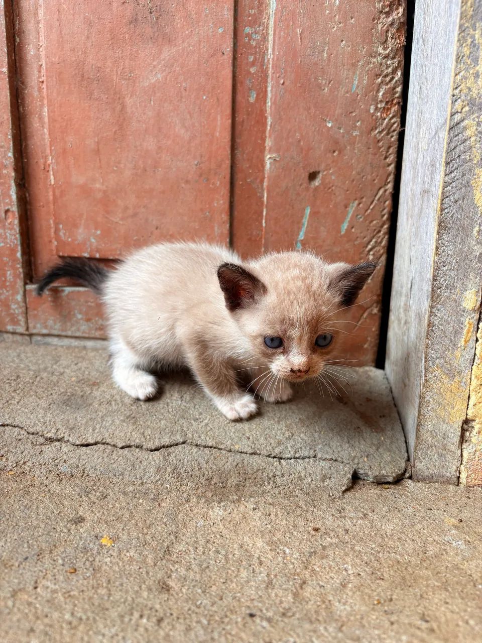 Gatinhos para adoção 