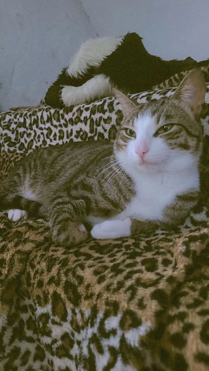 Doação.  Macho - Foto 4