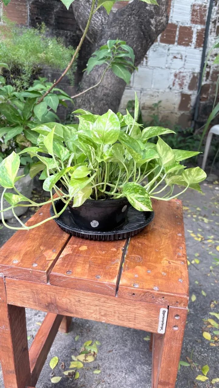 Planta  - Foto 3