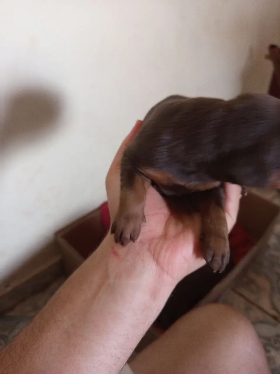 Filhote de doberman  - Foto 3