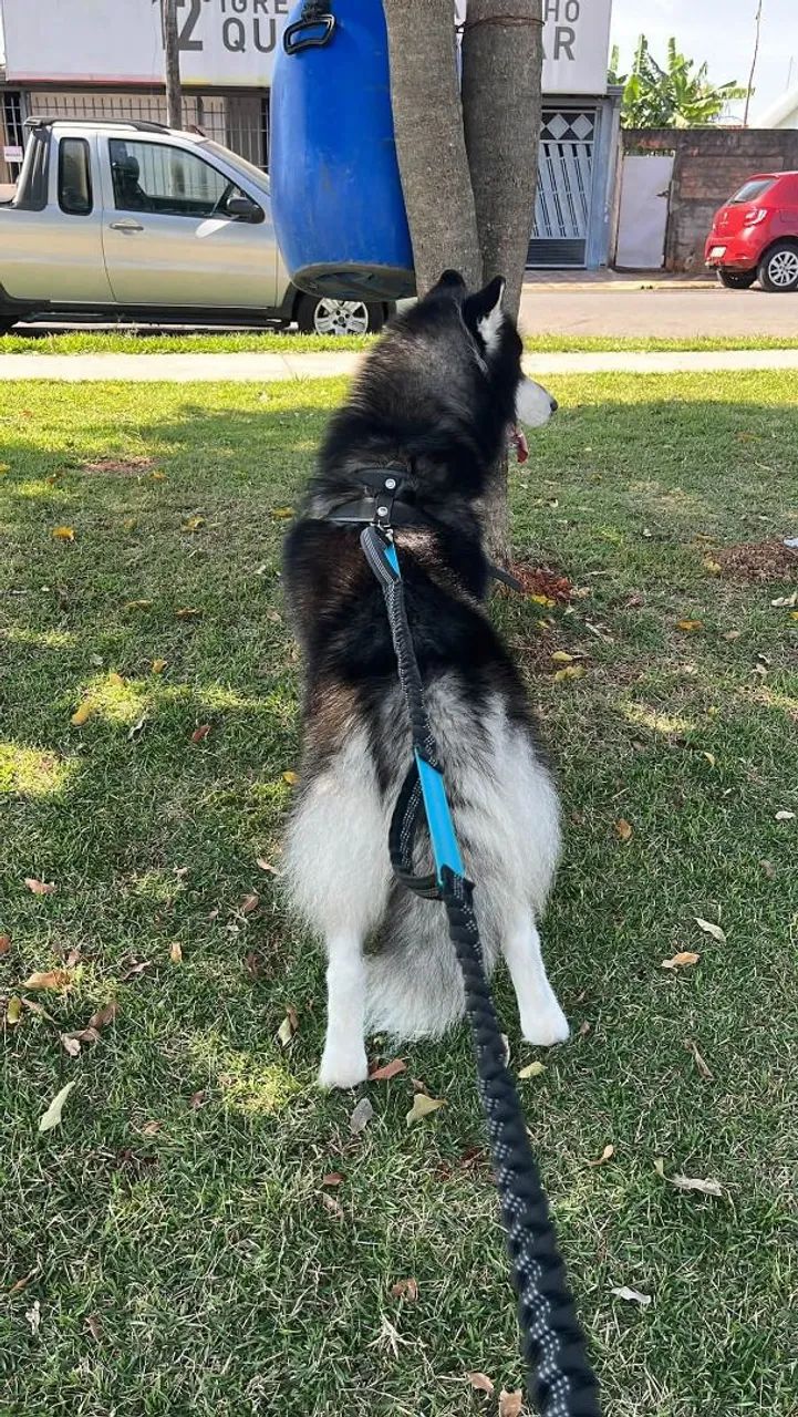 Cachorro  - Foto 2
