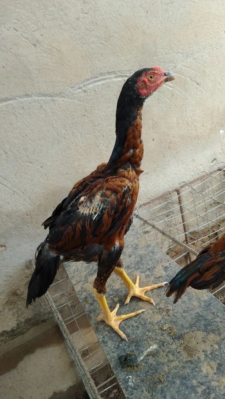 Franguinhos índio 
