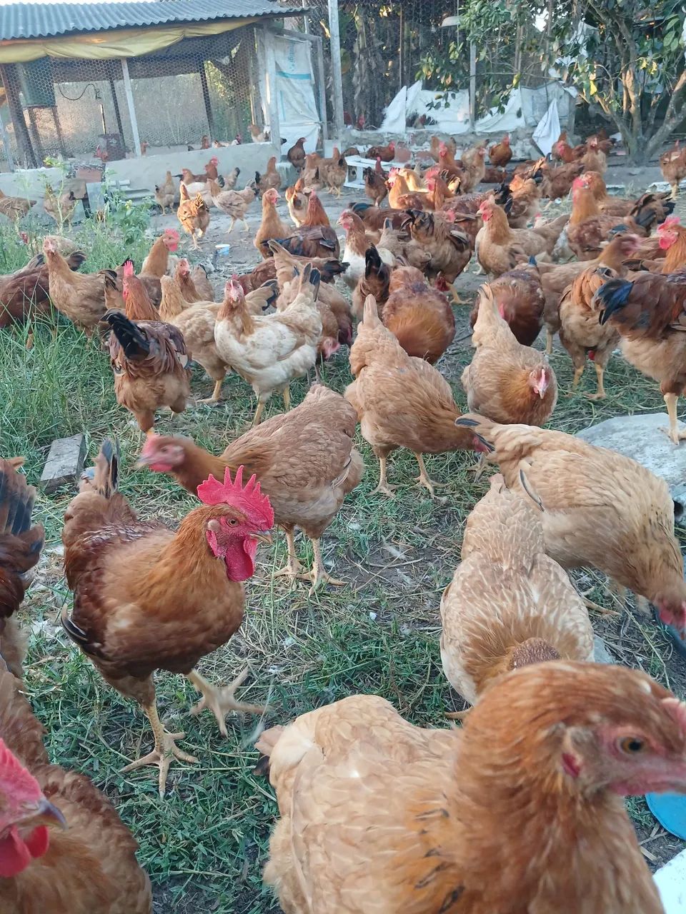 Galinha caipira a venda