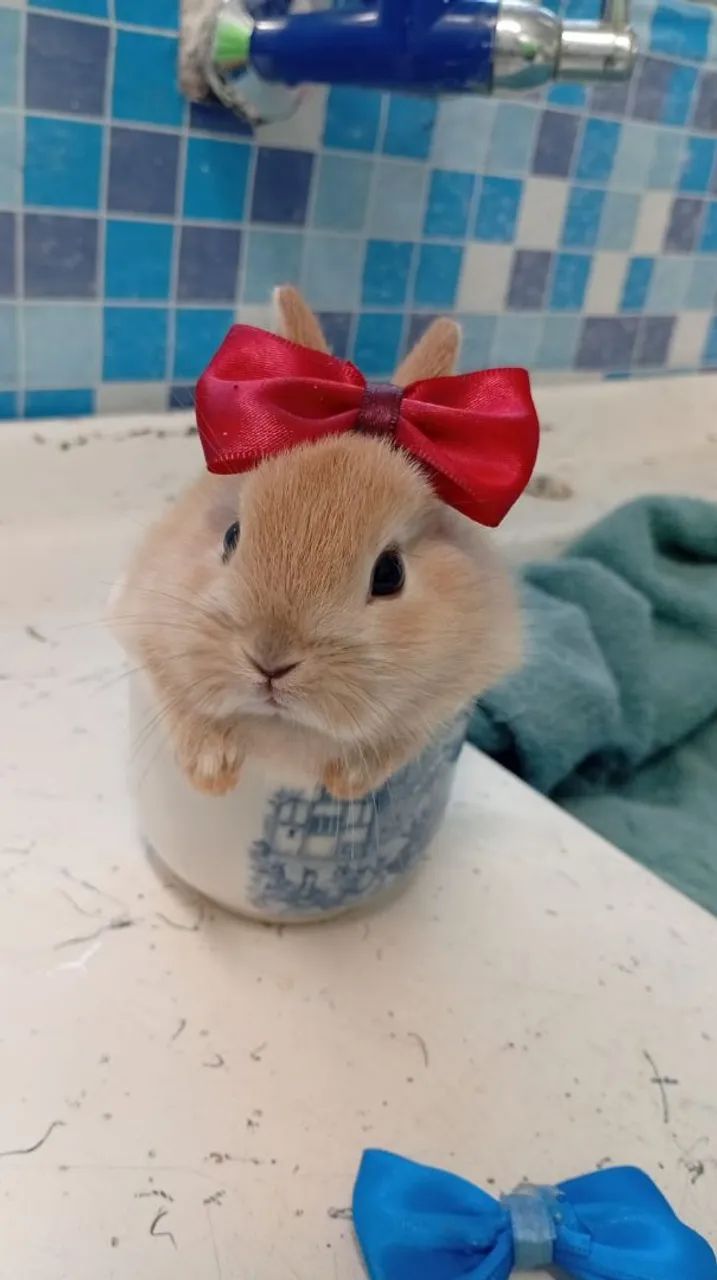 Mini coelhos