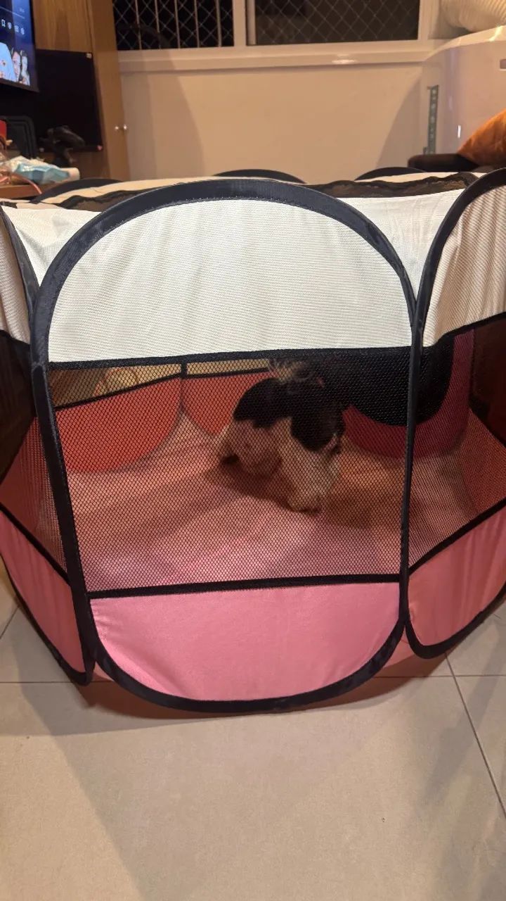 Cercadinho pet - Foto 4