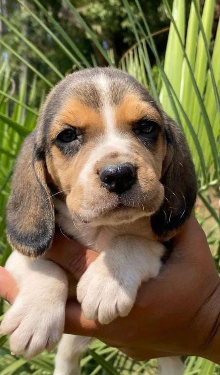 Beagle tricolor 13 Polegadas | Filhotes brincalhão 