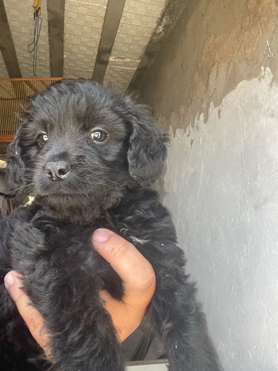 Cachorro poodle toy  - Foto 2