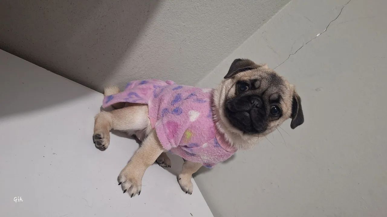 Pug seu amor pode estar aqui 