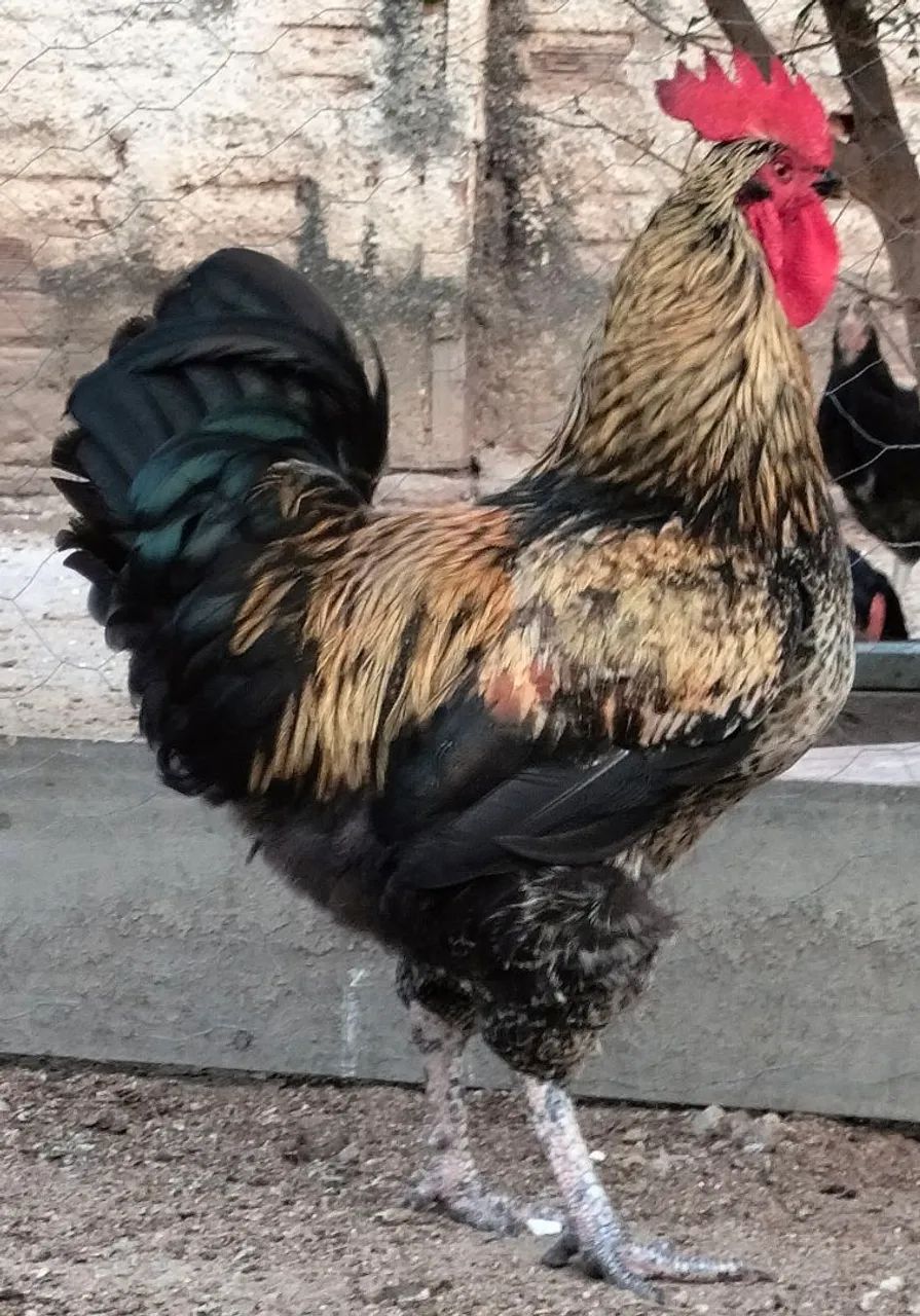 Galo - Foto 2
