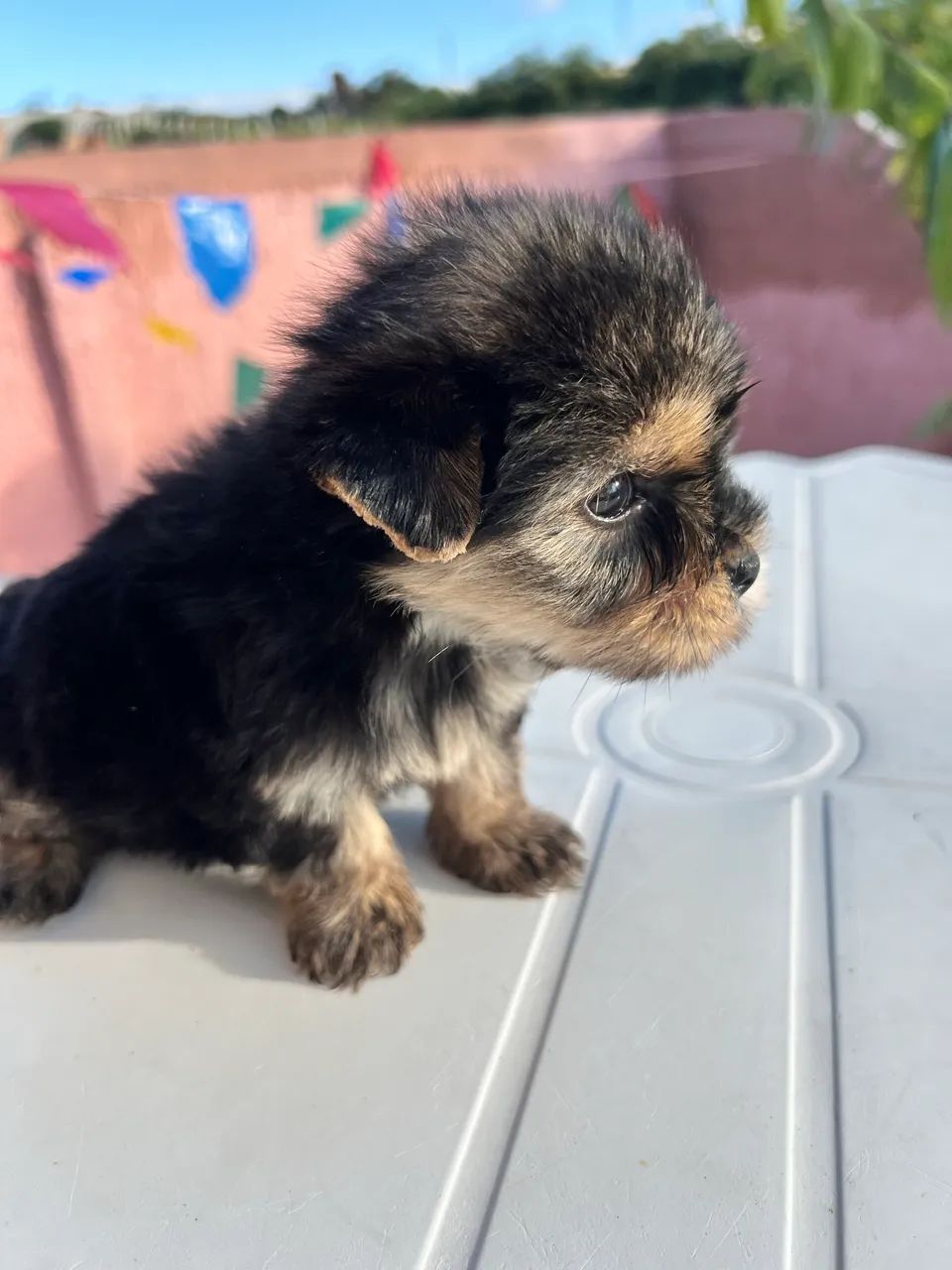 Yorkshire Terrier