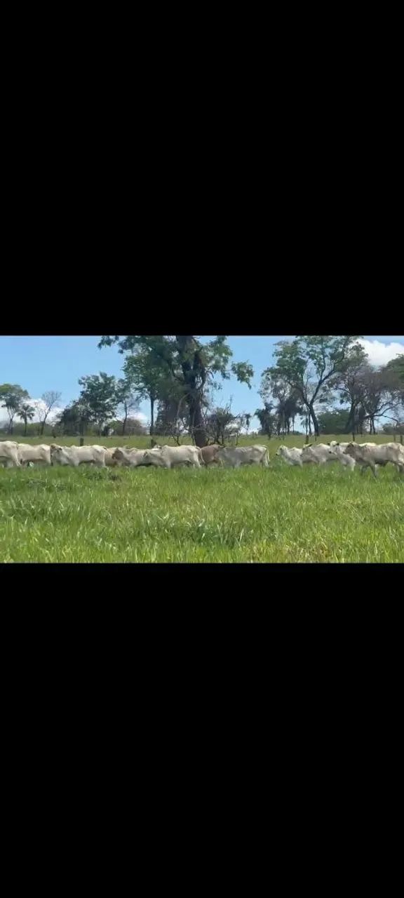 24 Bezerras  - Foto 2