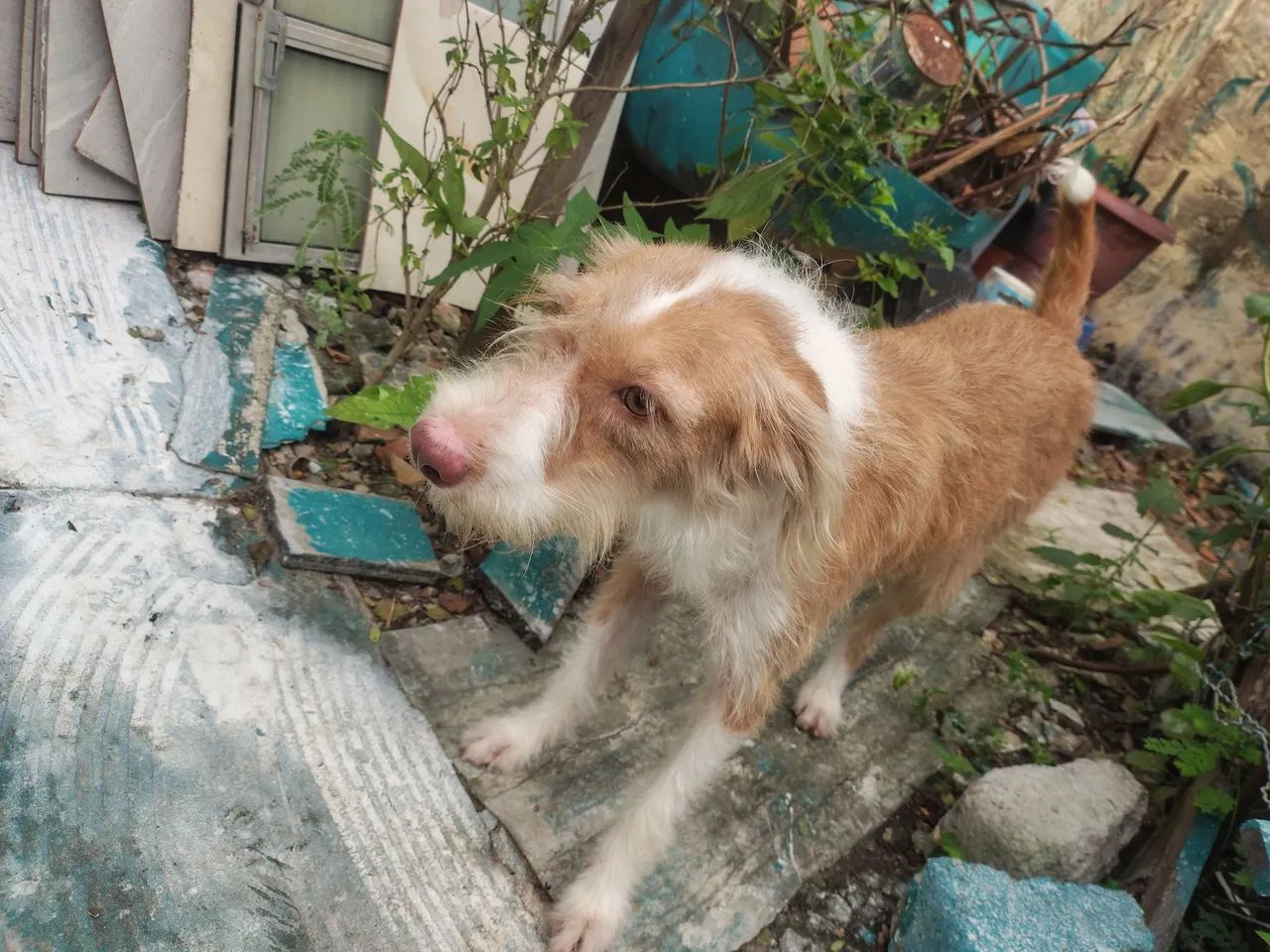 Doação de cachorra  - Foto 3