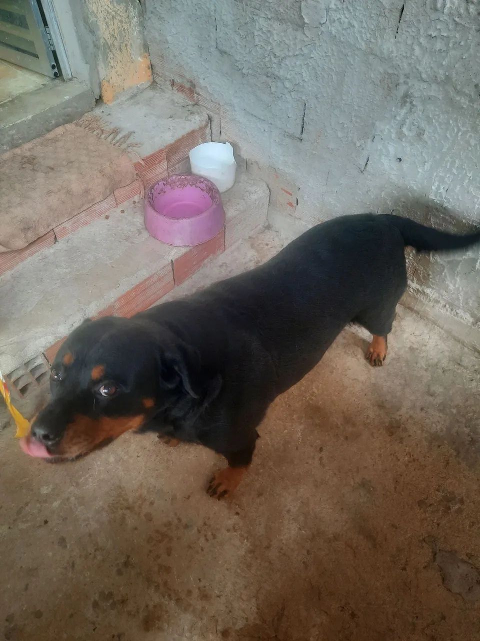 doação  de  hotwalei - Foto 3