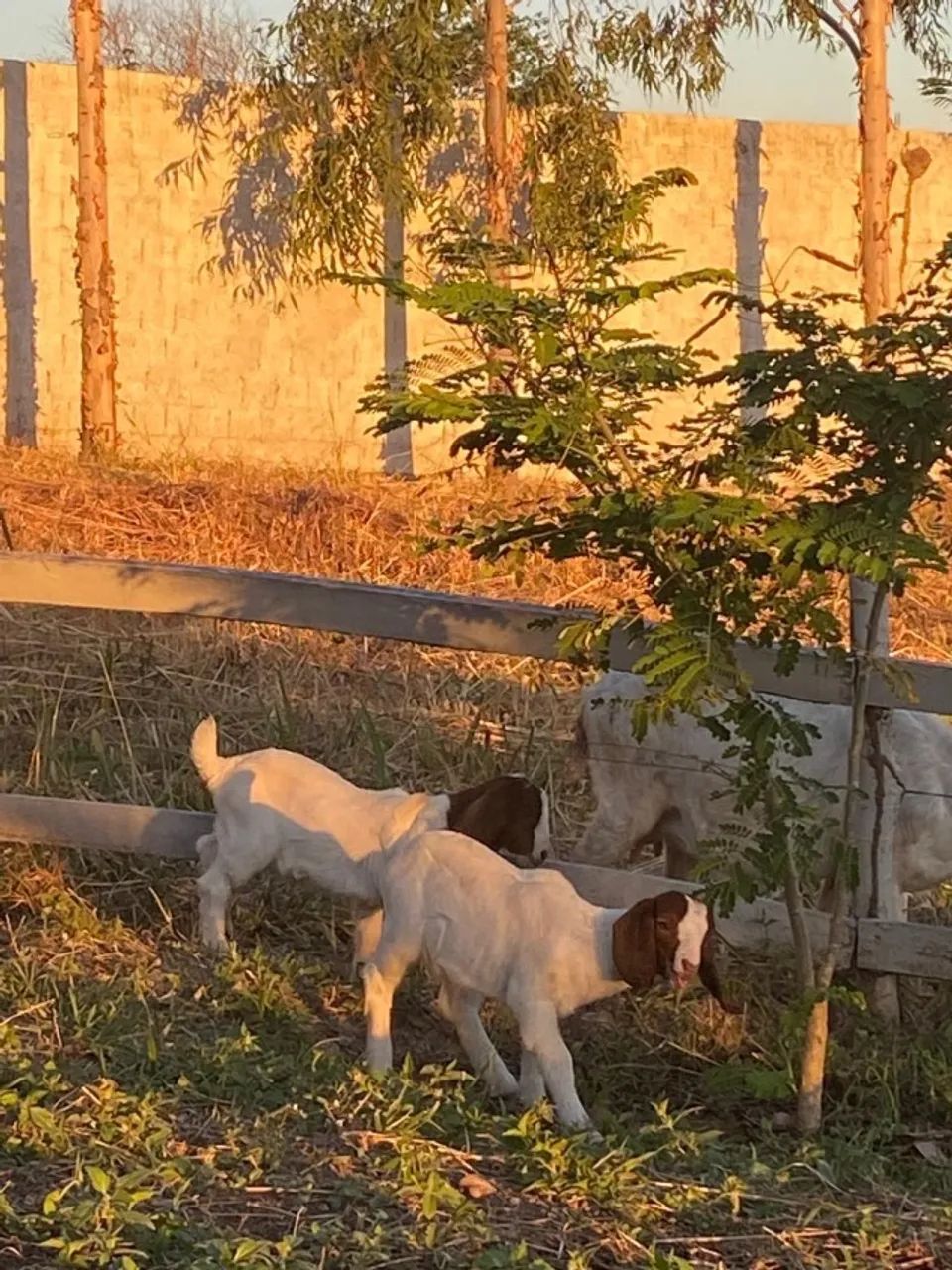 2 Caprinos da Raça Boer