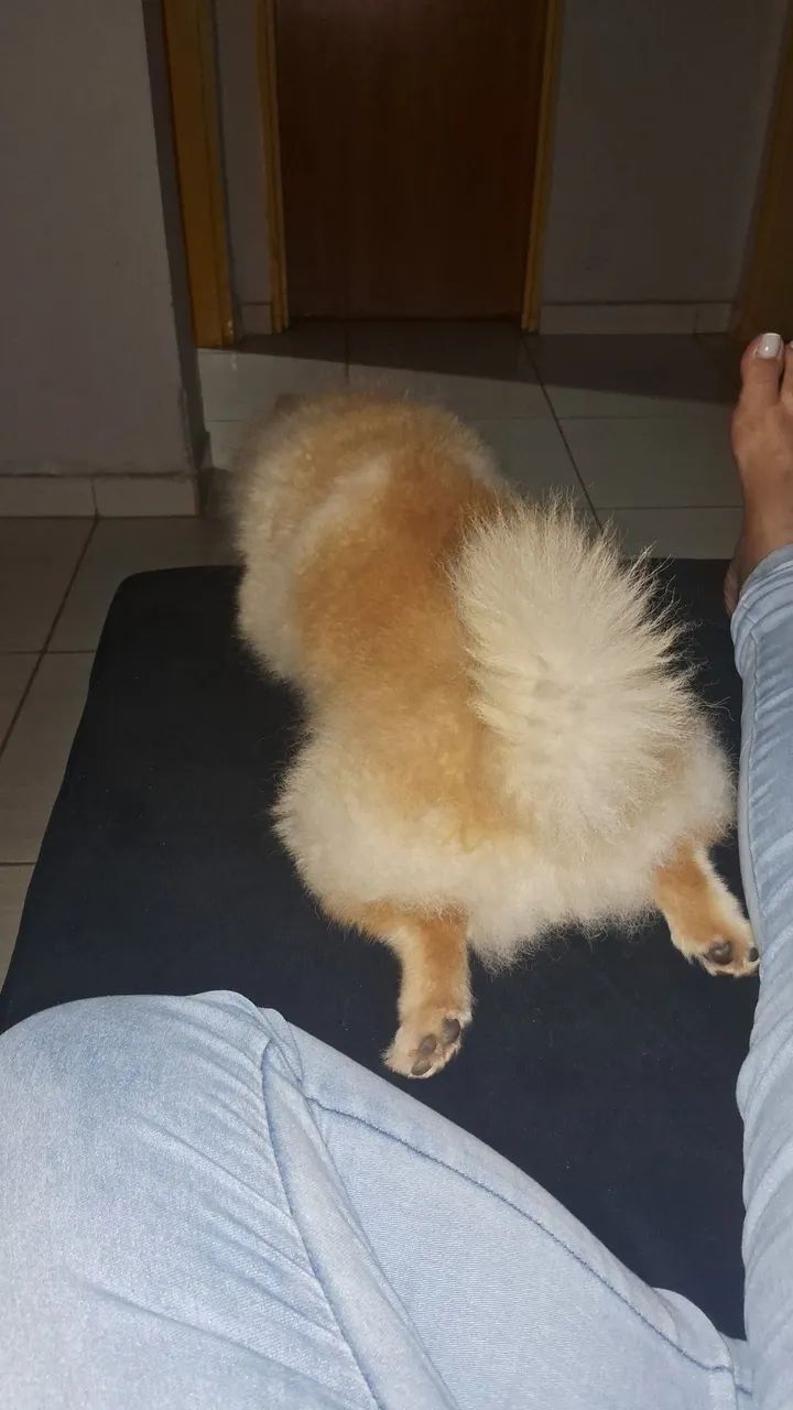 Spitz alemão - Foto 3