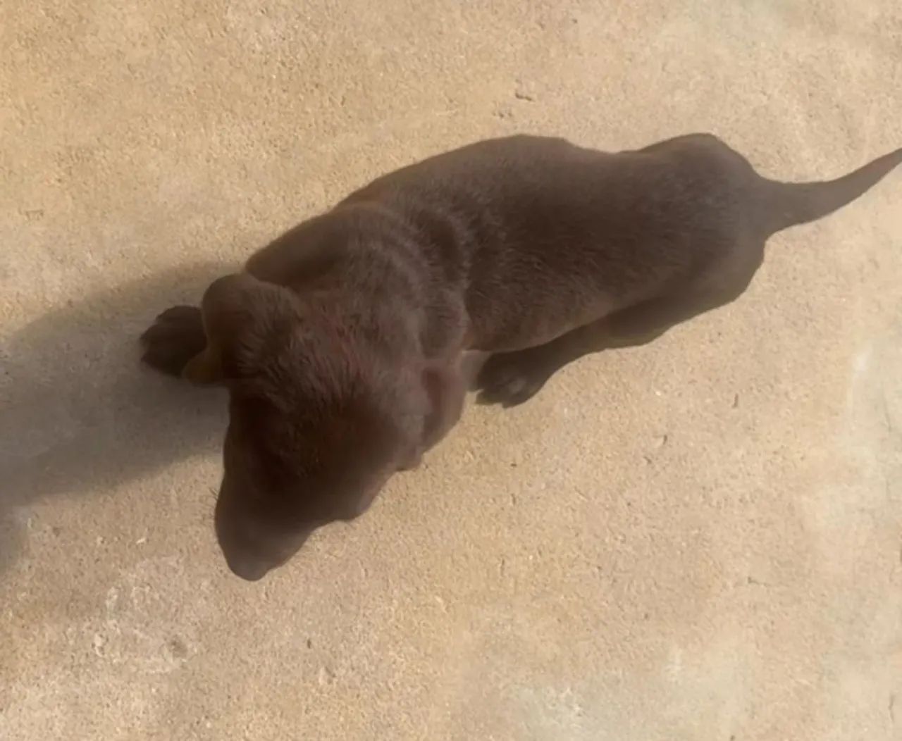 Labrador chocolate 