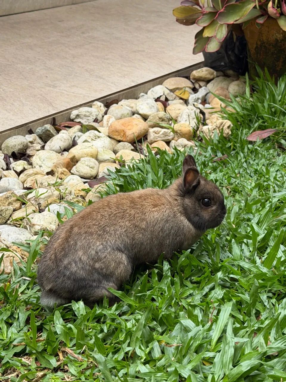 Mini coelho Netherland Dwarf - Foto 3