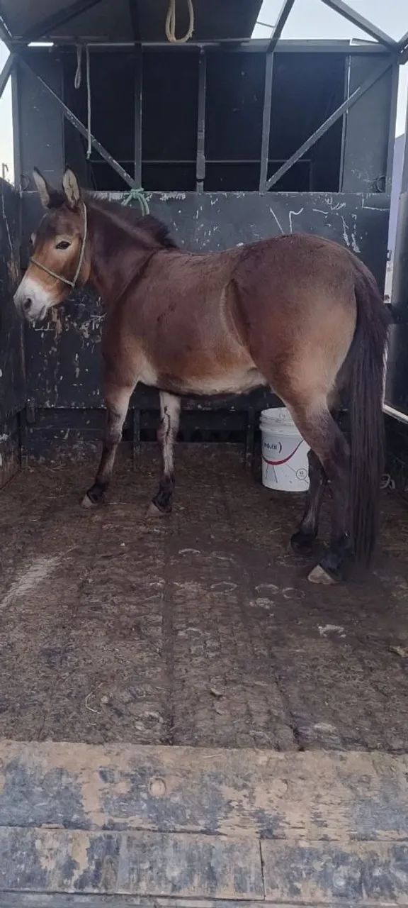  mine burro  - Foto 2