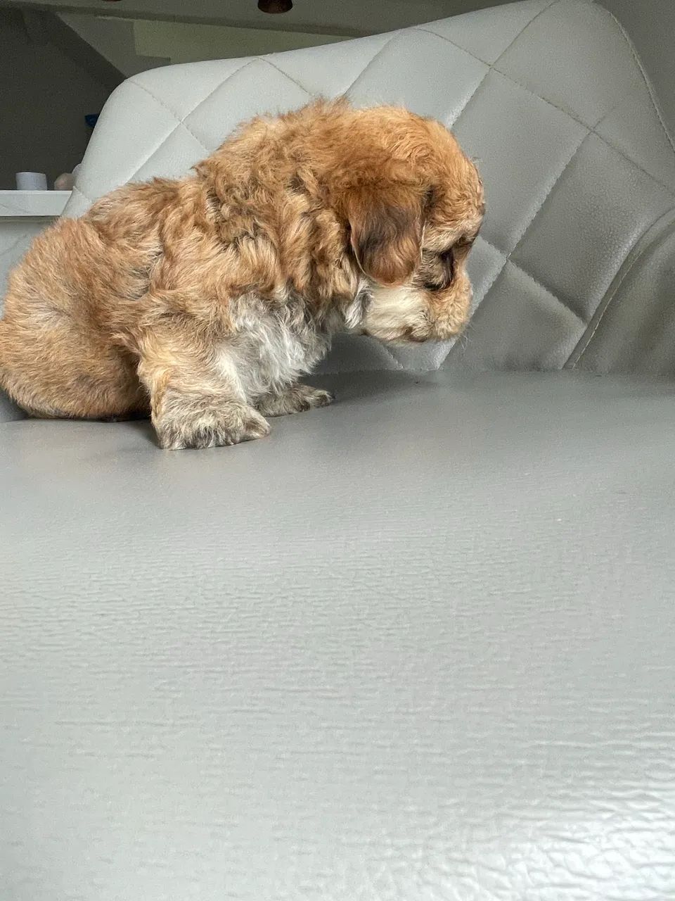 Poodle toy - Foto 4