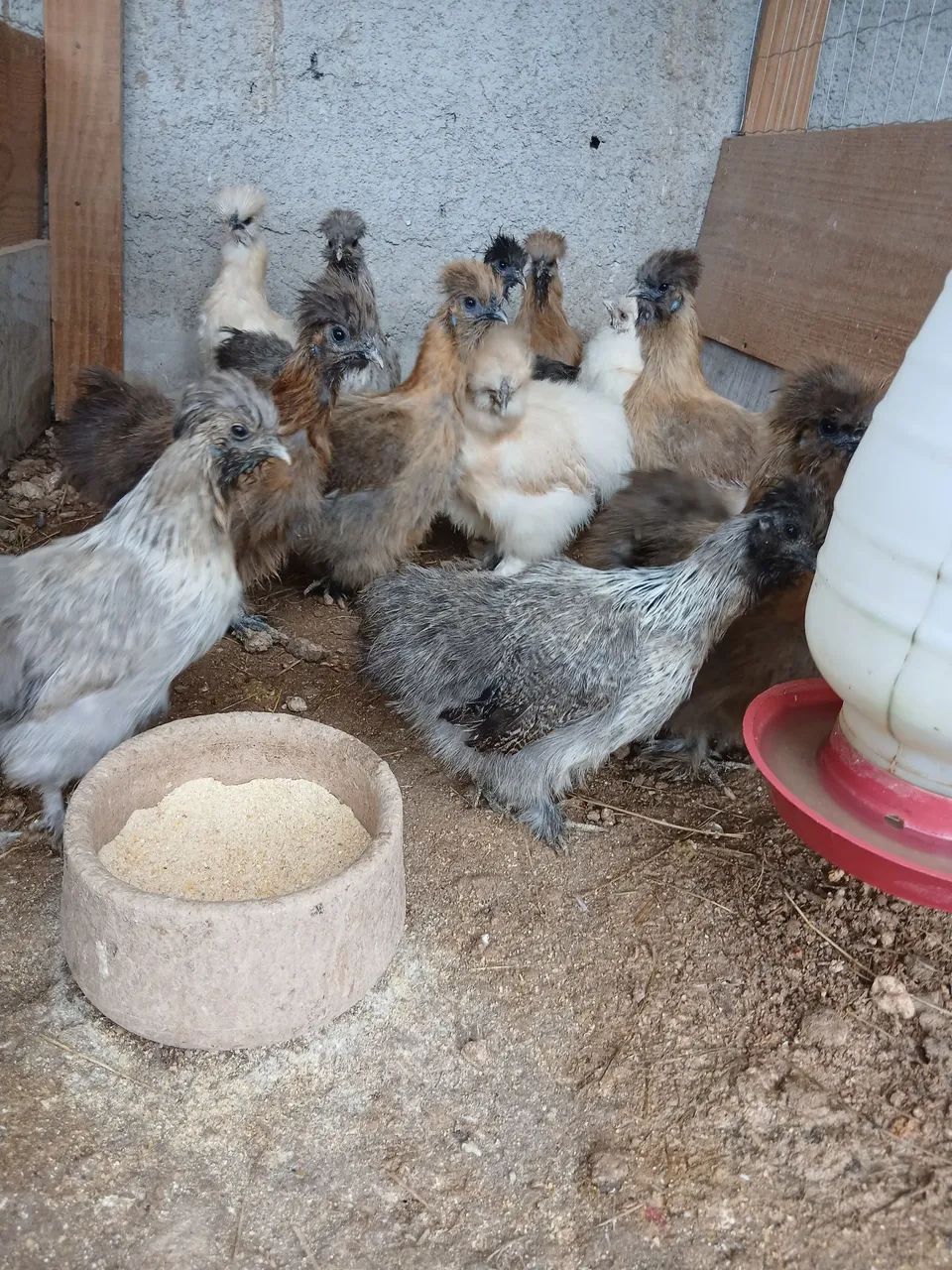 Sedosa do Japão (Fêmea) Alto Padrão  - Foto 2