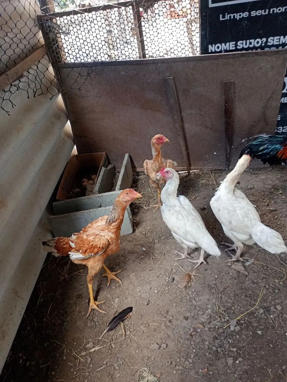1 FRANGO E 4 FRANGAS DE RAÇA  - Foto 4