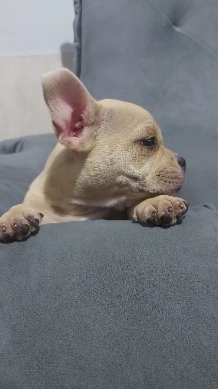 American bully micro macho  - Foto 3