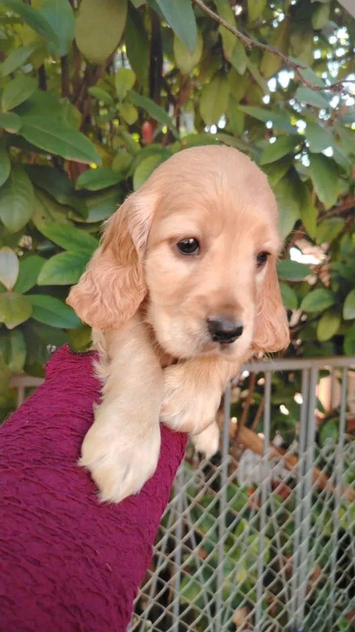 Filhotes de cocker