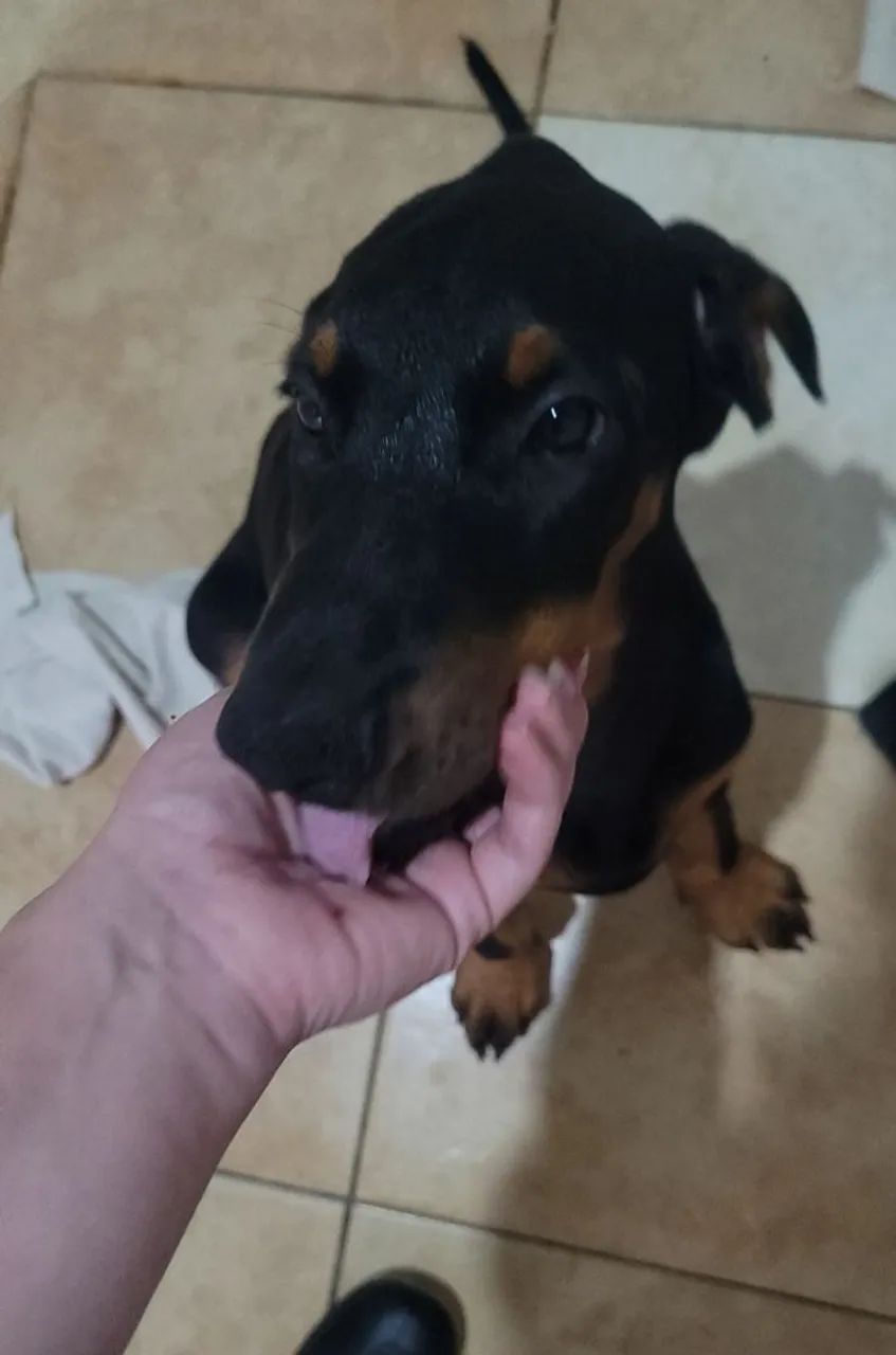 Filhote Fêmea de Doberman - Socializada, saudável e acompanhada por veterinário  - Foto 5
