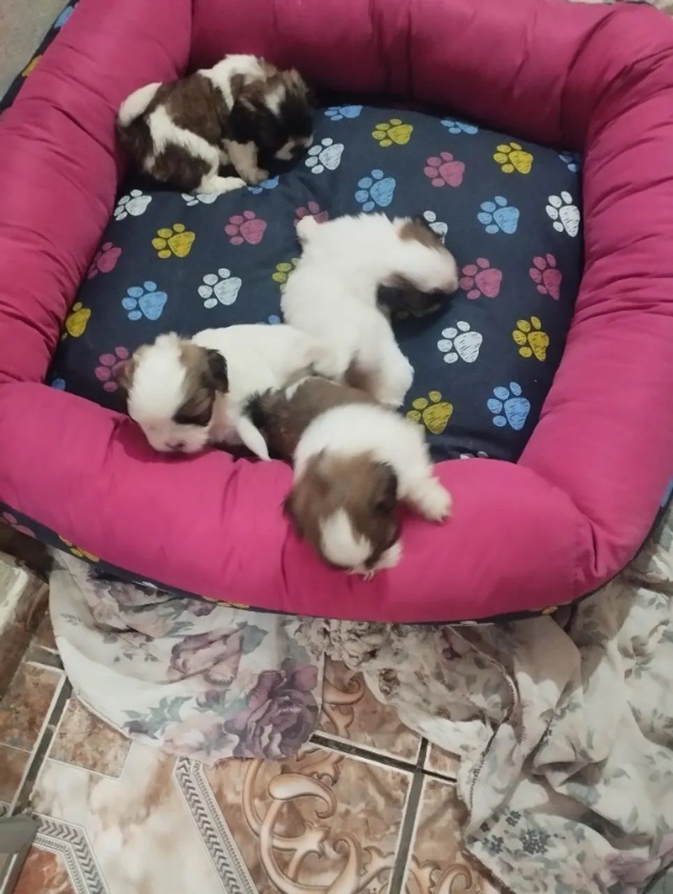 Filhote de Shitzu machos  - Foto 4