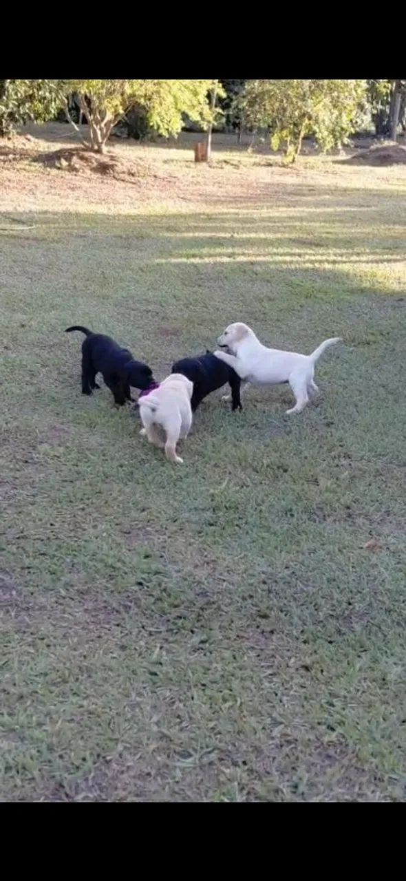 Labrador 