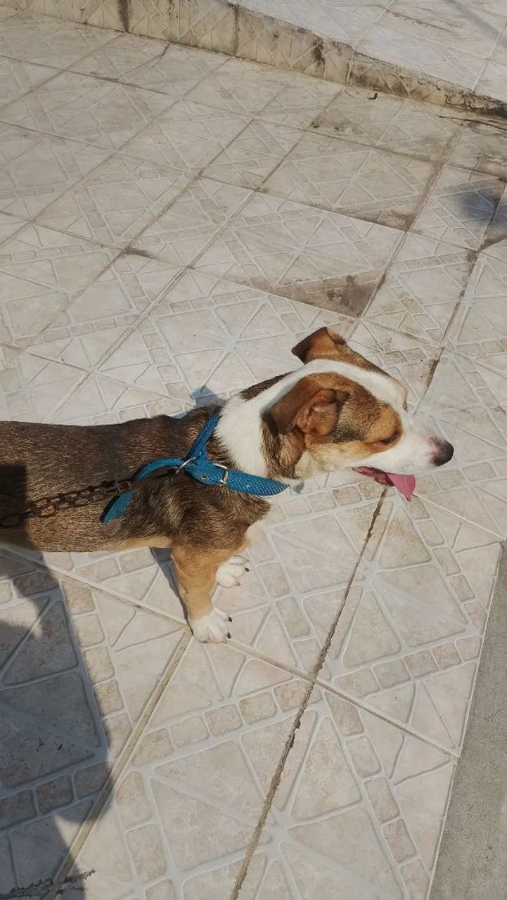 Pitbull misturado