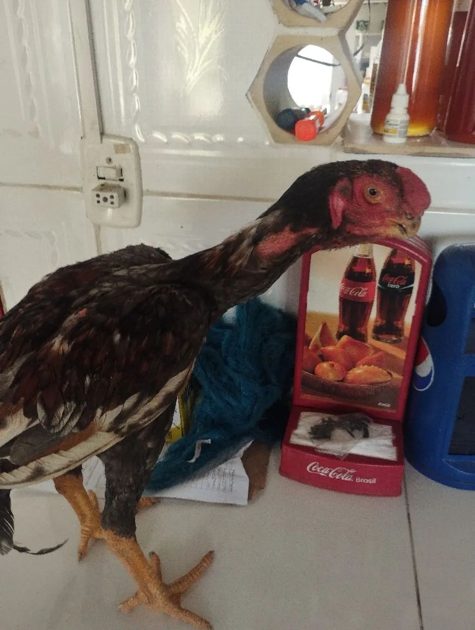 Frango bico curto  - Foto 4
