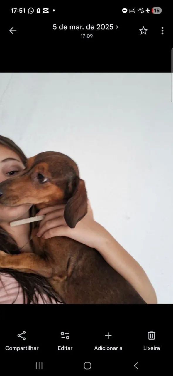 Cachorro perdido - Foto 5