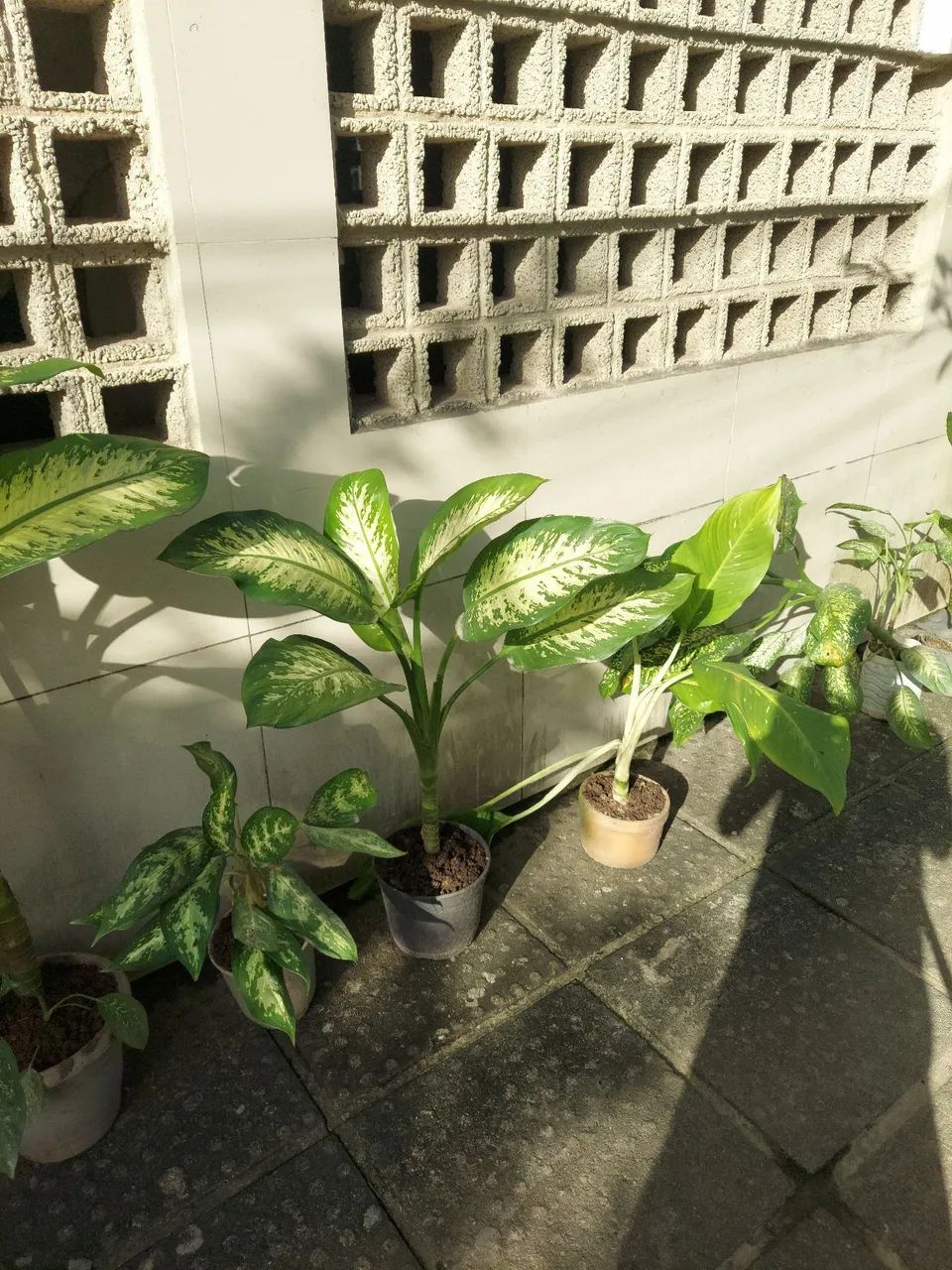 Plantas  - Foto 2