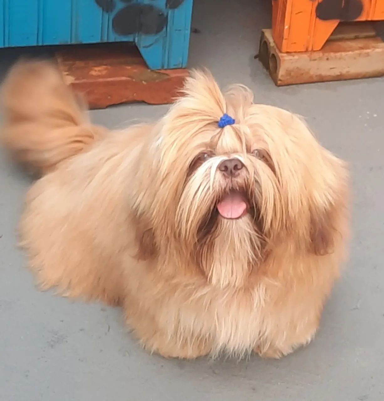 Shih Tzu - Foto 2