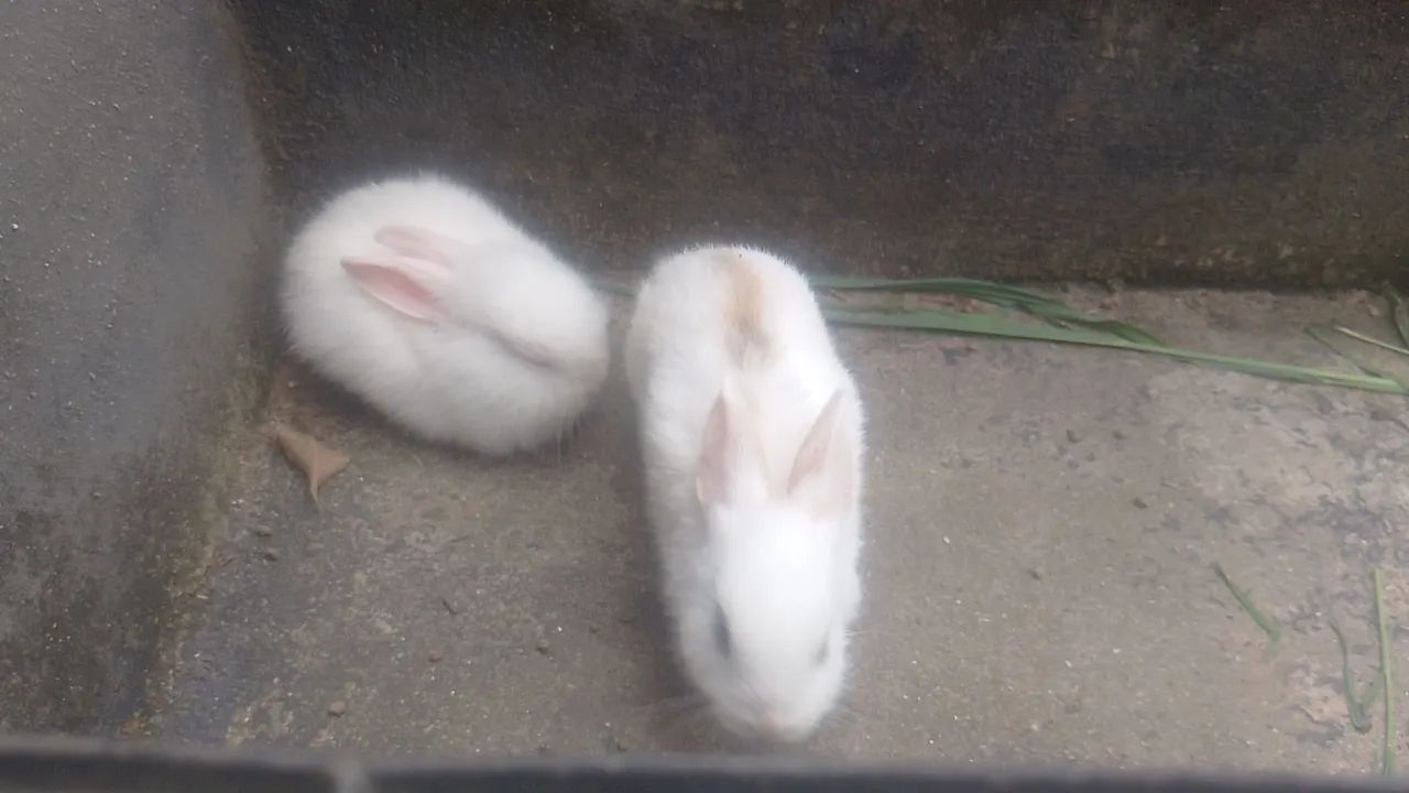 Coelhos  - Foto 2