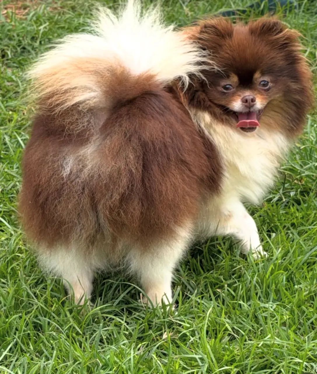 Spitz Alemão  - Foto 3